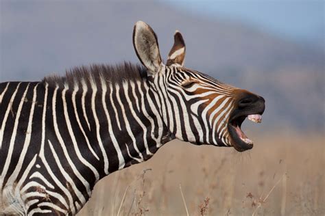 There are 3 species of zebras still living today, and they have similar speeds. The Grévy’s zebra ( Equus grevyi) and the Plains zebra ( Equus quagga) are thought to have the same top speed of 40-43.5 mph (64-70 km/h). The Mountain zebra ( Equus zebra) is thought to be slightly slower, with top speeds estimated at 35-40 mph (56-64 km/h).